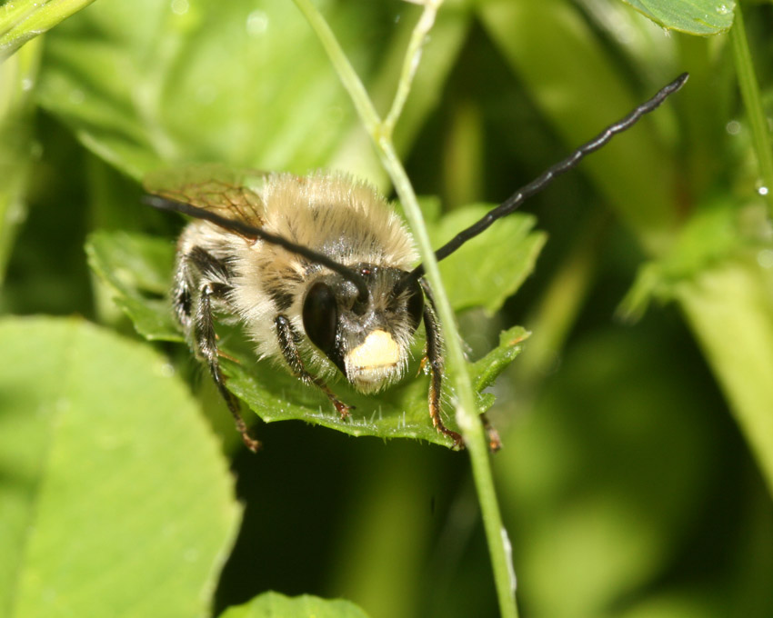 Eucera sp.: maschio dalle lunghe corna.